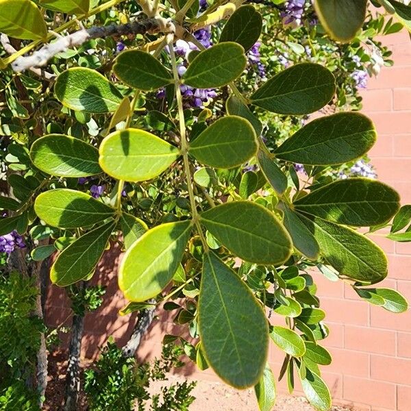 Sophora secundiflora Blatt