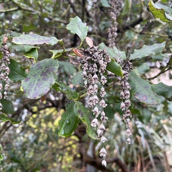 Garrya elliptica पत्ता