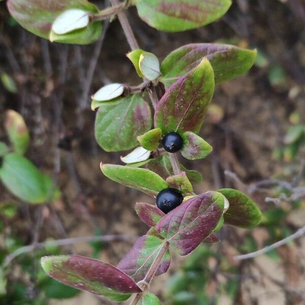 Lonicera japonica Hedelmä