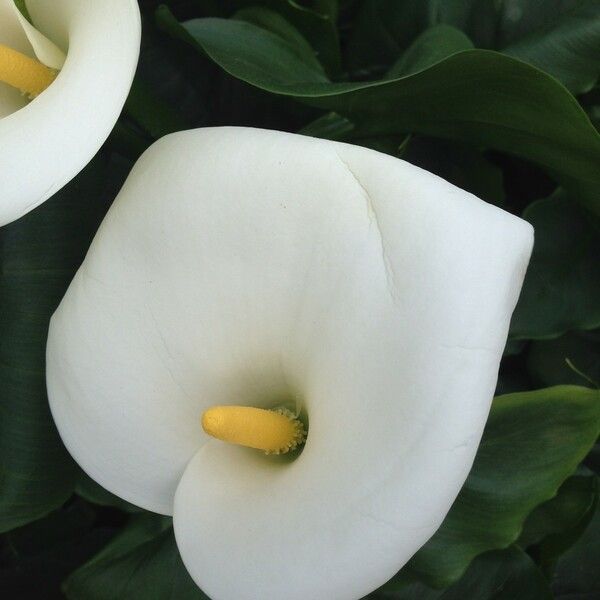 Zantedeschia aethiopica Flor