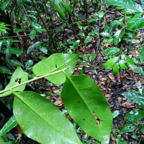 Chaunochiton kappleri Leaf
