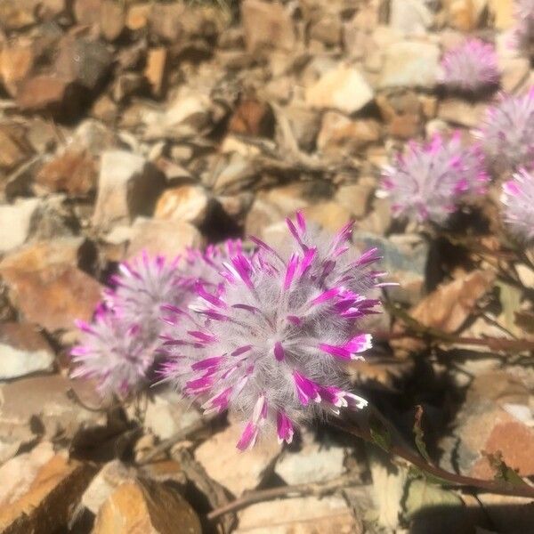 Trifolium hirtum Cvet