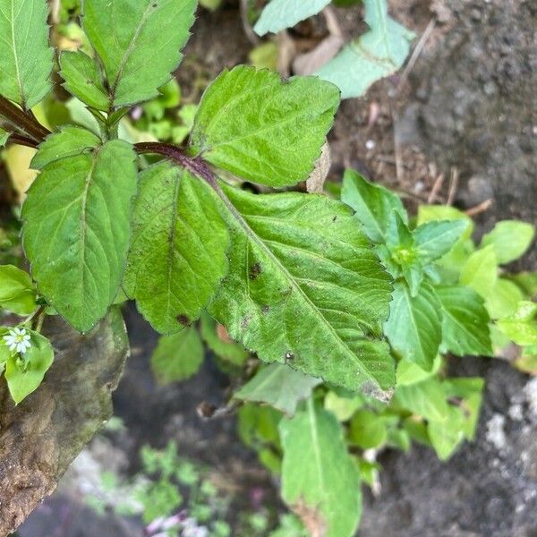 Bidens alba Leaf