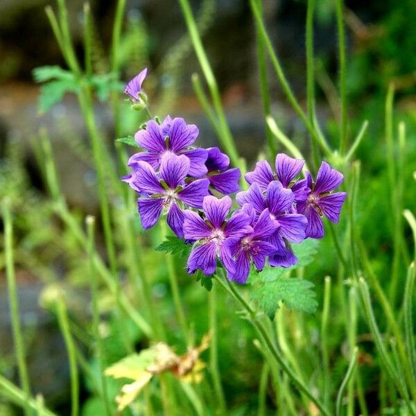 Geranium ibericum Kukka