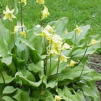 Erythronium revolutum Plante entière