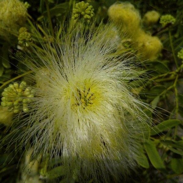 Albizia lebbeck फूल