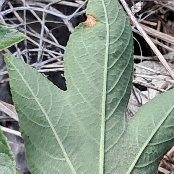 Passiflora manicata Φύλλο