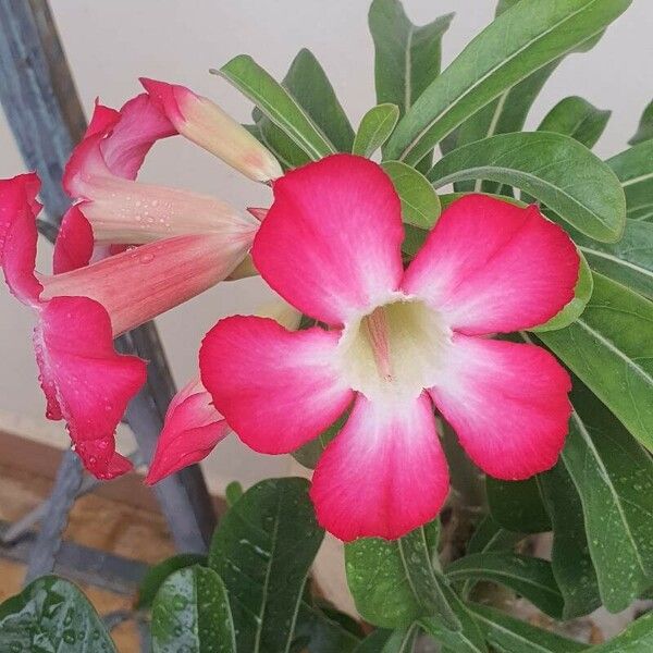 Adenium obesum Flor