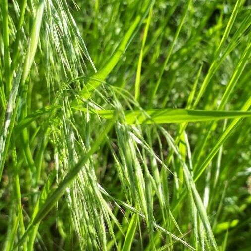 Bromus racemosus Deilen