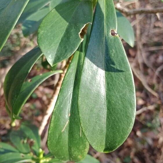 Daphne laureola 葉