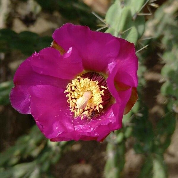 Cylindropuntia imbricata Blomst