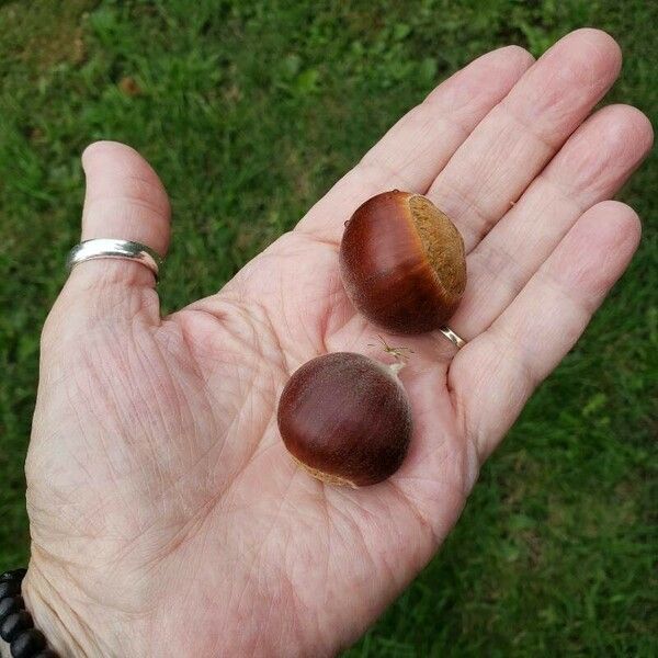 Castanea mollissima Fruit