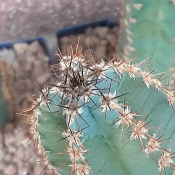 Cereus hildmannianus Fuelha