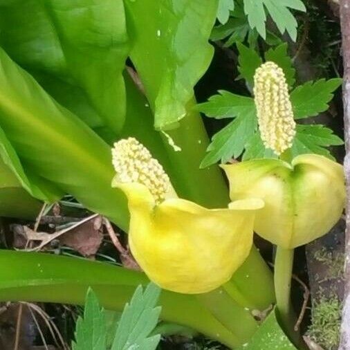 Lysichiton americanus Lorea