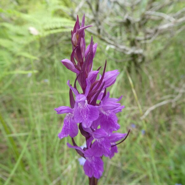 Dactylorhiza elata Fiore