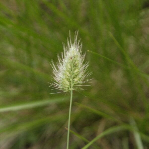 Cynosurus echinatus Flower