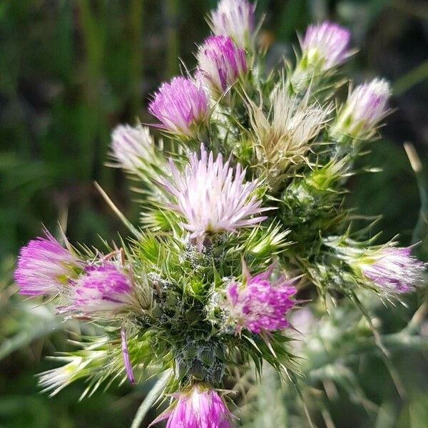 Carduus tenuiflorus Λουλούδι