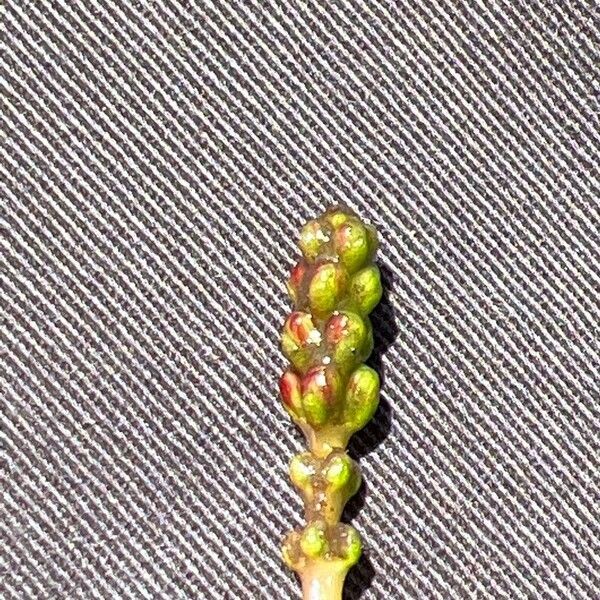 Myriophyllum verticillatum Flower