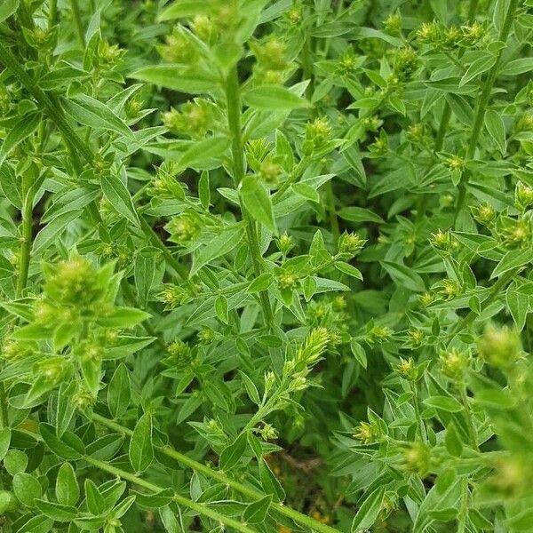 Genista tinctoria Leaf