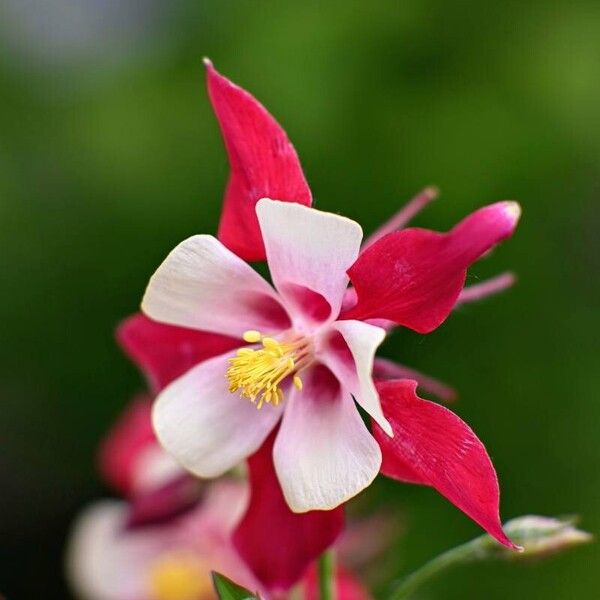 Aquilegia canadensis Õis