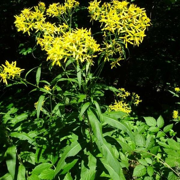 Senecio ovatus Elinympäristö