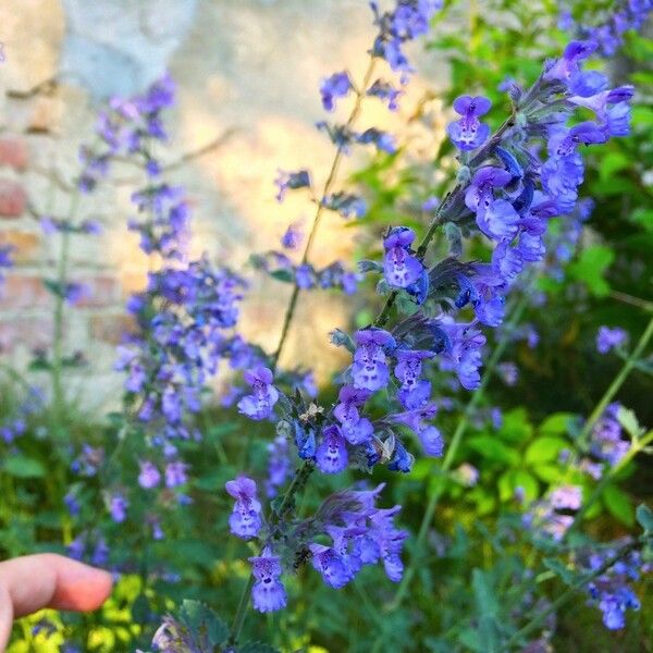 Nepeta cataria Λουλούδι