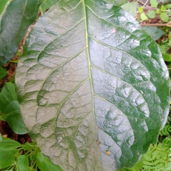 Ehretia cymosa Fuelha