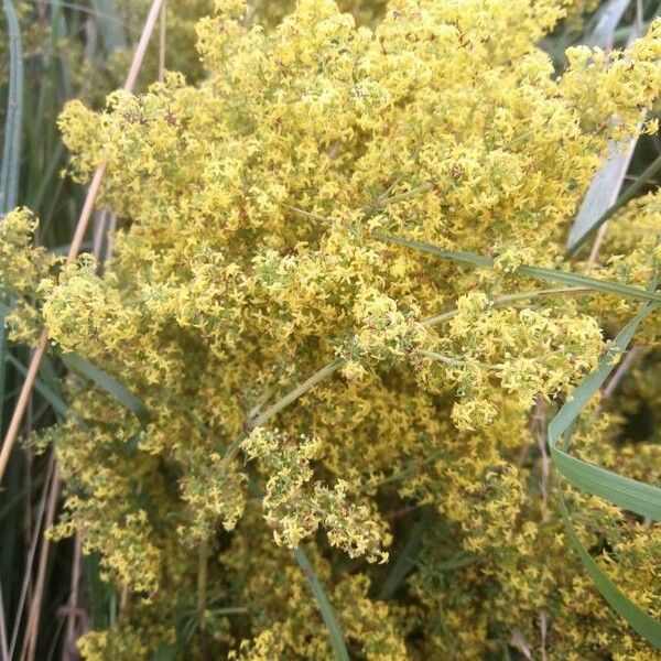 Galium × pomeranicum Flower