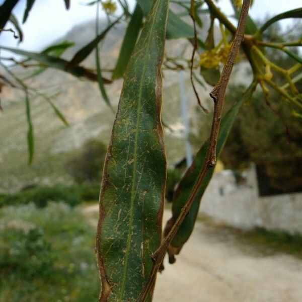 Acacia saligna Φρούτο