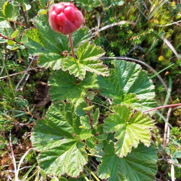 Rubus chamaemorus Fruit