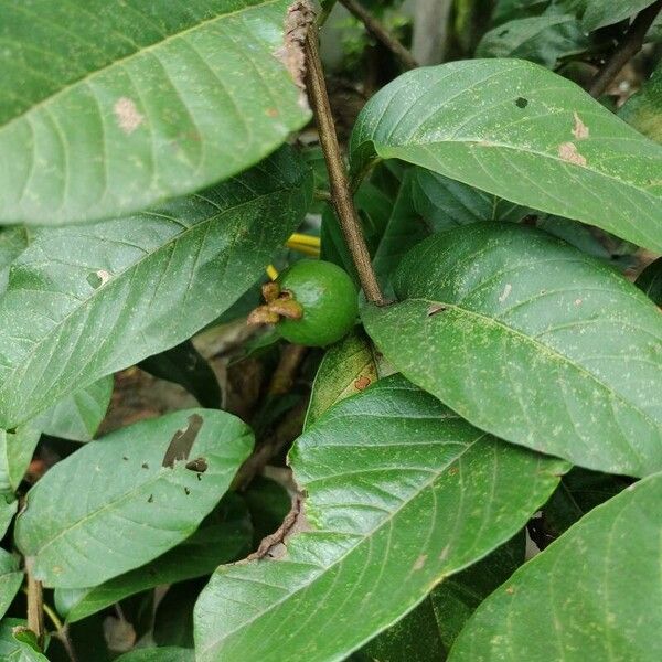 Psidium guajava Fruit