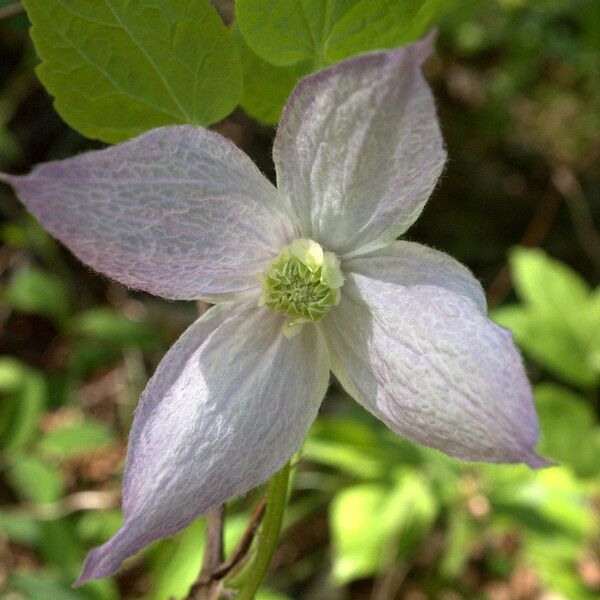 Clematis occidentalis Květ