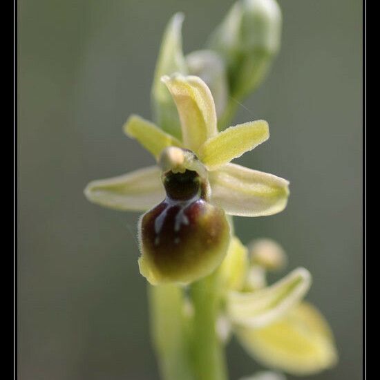 Ophrys virescens その他の提案