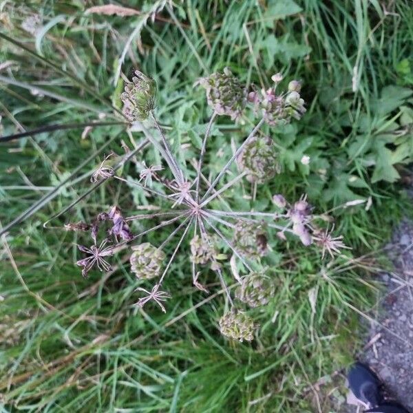 Heracleum sphondylium Flower