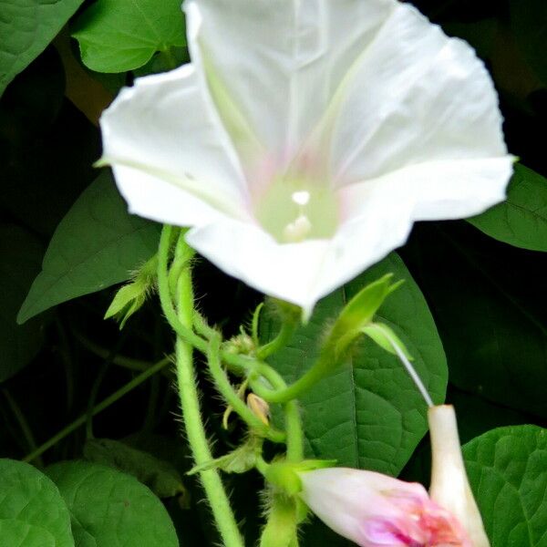 Ipomoea alba ᱵᱟᱦᱟ