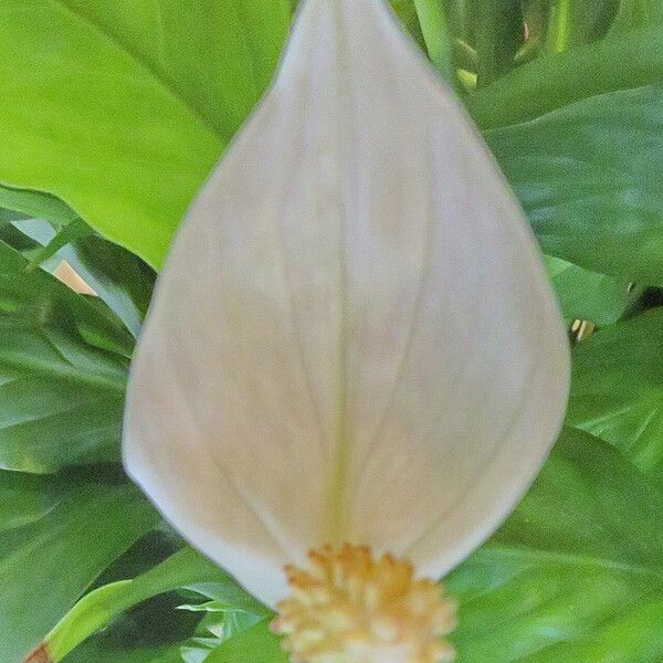 Spathiphyllum wallisii Цвят