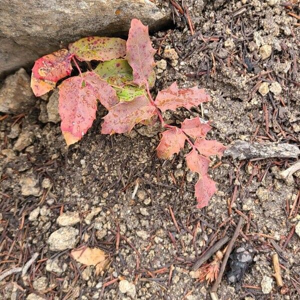 Berberis repens Leaf