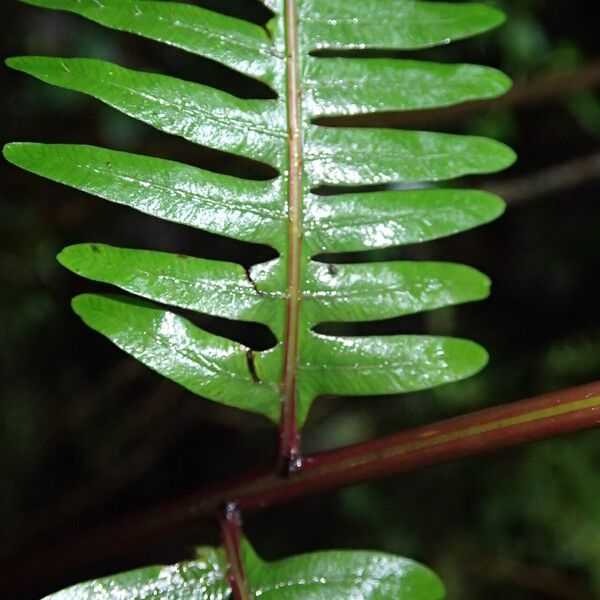 Pteris catoptera Folla