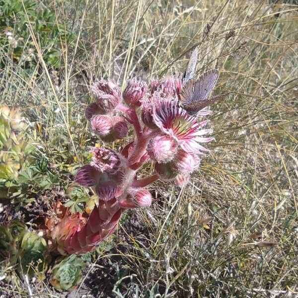 Sempervivum tectorum Blomst