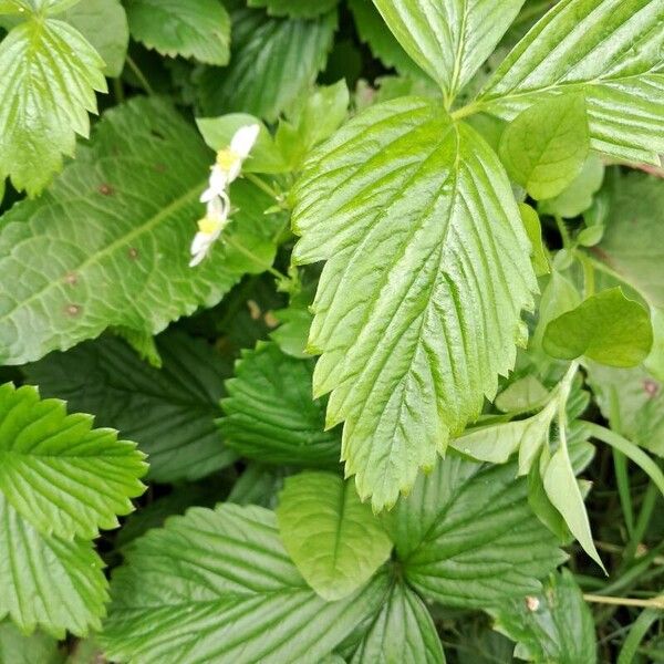 Fragaria vesca Leaf