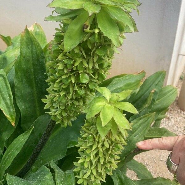 Eucomis autumnalis 花