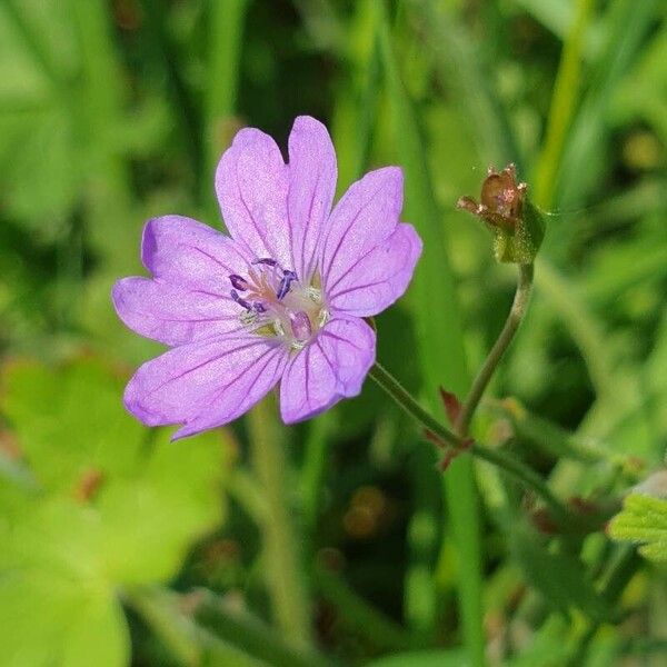 Geranium pyrenaicum Flower