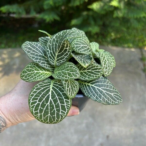 Fittonia albivenis Листок