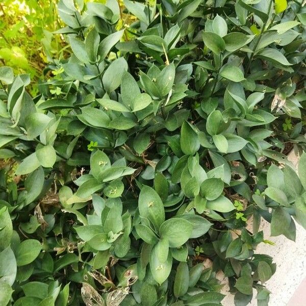 Ruscus hypophyllum Leht