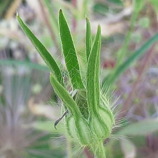 Agrostemma githago Fruit