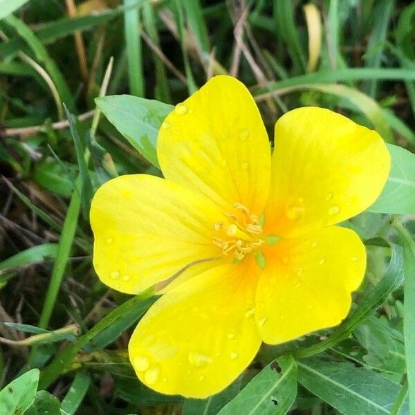 Ludwigia grandiflora 花