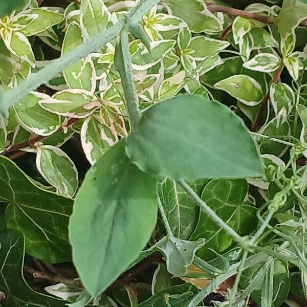 Lathyrus odoratus Leaf