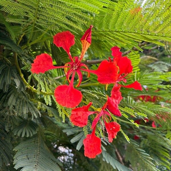 Delonix regia 花