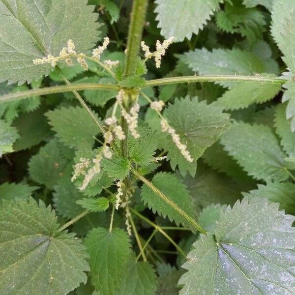 Urtica dioica Blomst