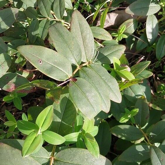 Salix repens Hoja